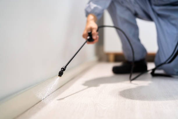 Licensed Wasp Removal service in Ormond Beach, FL - Show Me Pest Control