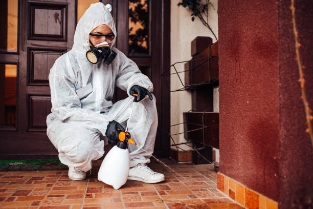 Reliable Wasp Removal contractor in Ormond Beach, FL by Show Me Pest Control